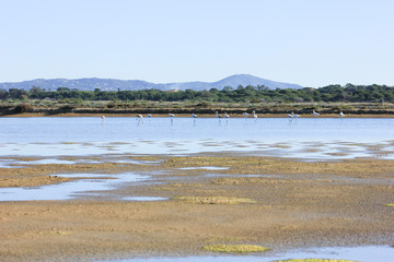 Ria Formosa