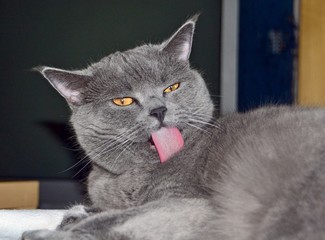 British cat with pink tongue