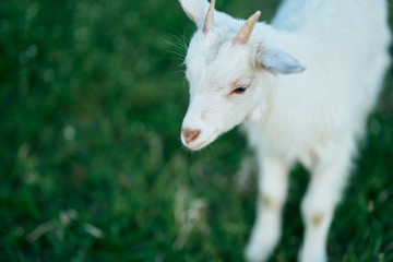 Fototapeta premium goat on the meadow