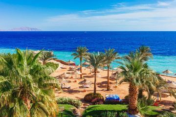 Sunny resort beach with palm tree at the coast shore of Red Sea in Sharm el Sheikh, Sinai, Egypt, Asia in summer hot. Bright sunny light - obrazy, fototapety, plakaty