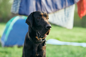 portrait of a dog