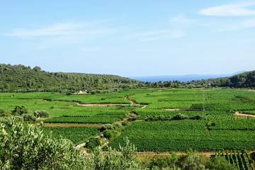 Fototapeta na wymiar A faraway view of a sprawling wine vineyard growing the local grk grapes on Korcula island in Croatia.