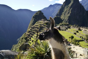 llama at the Machu Picchu ruin, Andes Mountains, Peru