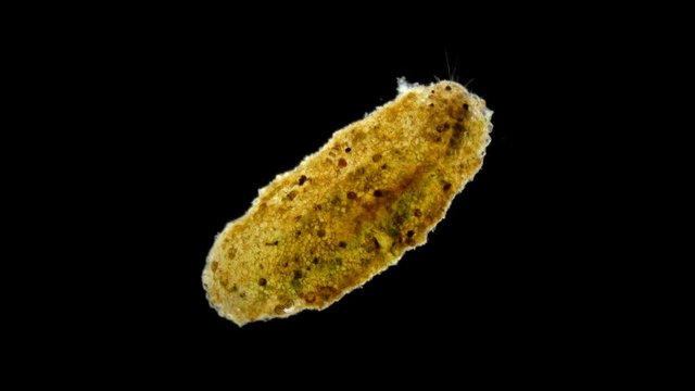 Trichoptera larvae under the microscope, the movement of the caddis larvae in a protective tubular house or cap, later the larva will turn into a moth