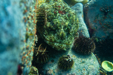 Diving and underwater photography, octopus under water in its natural habitat.