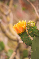 An orange flower of a prickly pear