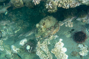 Fototapeta premium Diving and underwater photography, octopus under water in its natural habitat.