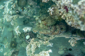 Naklejka na ściany i meble Diving and underwater photography, octopus under water in its natural habitat.