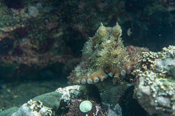 Diving and underwater photography, octopus under water in its natural habitat.