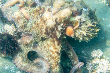 Diving and underwater photography, octopus under water in its natural habitat.