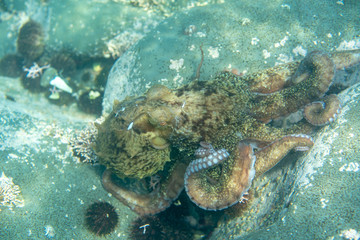 Diving and underwater photography, octopus under water in its natural habitat.