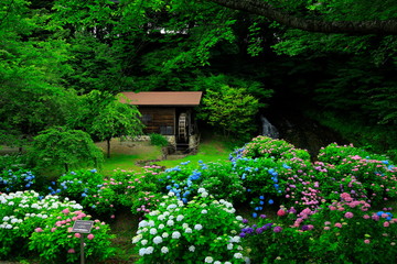 紫陽花と水車小屋