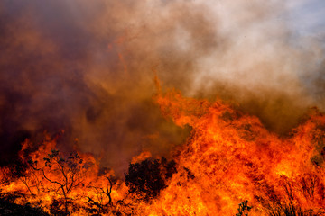 Flames raging in vegetation