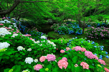 紫陽花と水車小屋