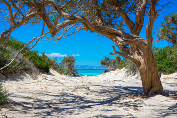 Exotic Chryssi island at the south of Crete, with the amazing Golden Beach, Greece