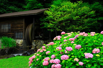 Obraz premium 紫陽花と水車小屋