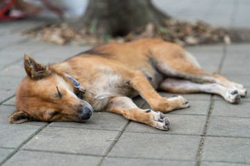 Lazy dog sleeping in the temple