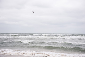 Möwe fliegt über das Meer