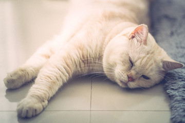 Fototapeta na wymiar Scottish fold cat sleeping all day