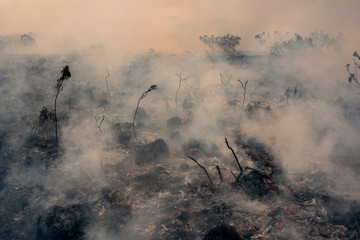 Smoke drifting across burnt vegetation