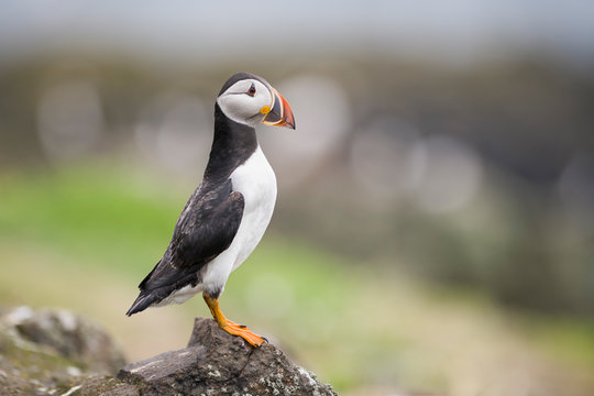 Atlantic puffin, Fratercula arctica