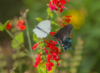 Fototapeta premium Great Southern White and Pipevine Swallowtail Butterflies on Red Salvia Flower in Arizona Desert #2