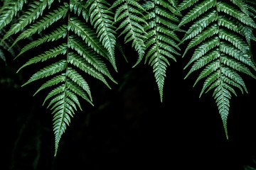 ferns in the forest isolated on black background