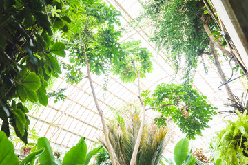 tropical rainforest green house glasshouse interior lots of lush fresh green leaves photo