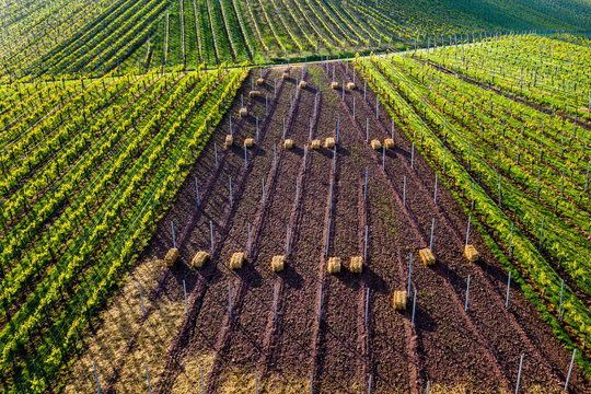 Aerial view over vineyards at Kappelberg in spring, Fellbach, Germany
