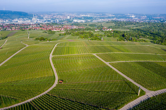 Aerial view over vineyards at Kappelberg in spring, Bad Cannstadt, Fellbach, Germany