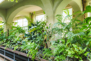 tropical rainforest green house glasshouse interior lots of lush fresh green leaves photo
