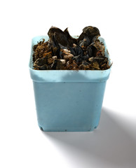 side view pot of faded succulent plant on white background