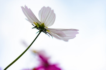 low angle view of beautiful daisy or Cosmos bipinnata Cav © Freer