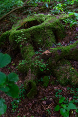 A large stump covered with thick green moss in the forest. Fabulous view. Close-up. Vertical.