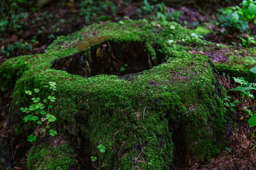 A large stump covered with thick green moss in the forest. Fabulous view. Close-up.