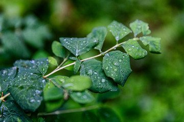 Drops of dew on the leaves of shrubs in the forest. Close-up.
