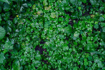 Thick wet foliage on a bush in the forest. Background. Space for text.