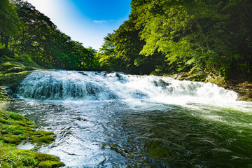 日本の森の流れの透明な涼しい渓流 Wall Mural Wallpaper Murals Masahiro 日本の森の流れの透明な涼しい渓流 Wall Mural Wallpaper Murals Masahiro