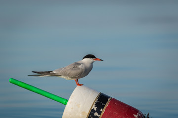 Arctic Tern (Sterna paradisaea) on red, white and black lobster buoy on a sunny summer morning, Muscongus Bay, Maine