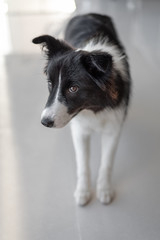 A black and white border collie poses for a portrait.