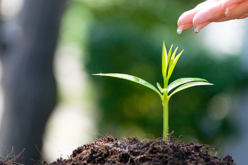 Woman hands planting and watering a young green plant. Save the world, World Earth Day.