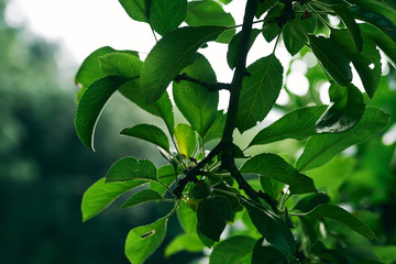 green leaves of a tree