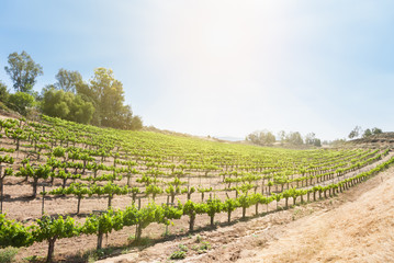 Fototapeta na wymiar Beautiful Wine Grape Vineyard Farm in the Afternoon Sun.