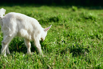 Obraz premium white goat on green grass
