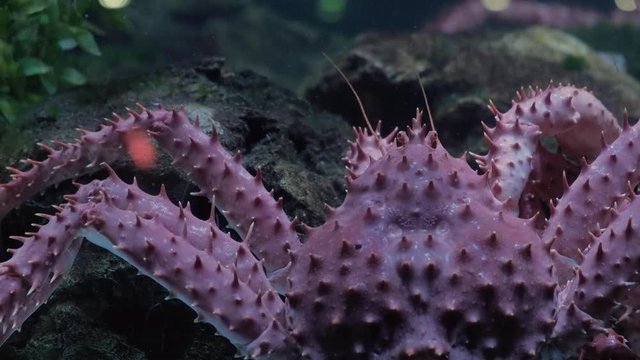 Rear view of king crab in seafood tank and traffic reflected on window