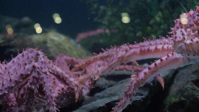 CLOSE UP King crab moving sideways in seafood tank on display