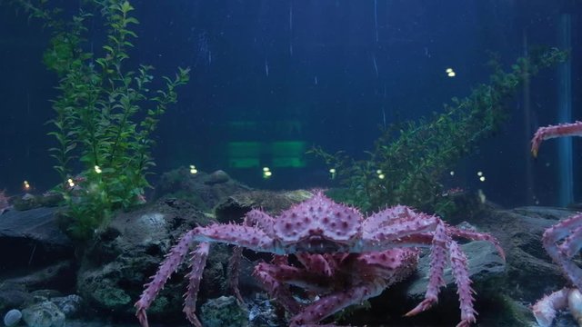King crab in seafood tank and traffic reflected on window display
