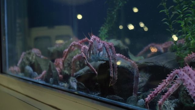 King crab moving sideways in seafood tank on window display and traffic reflected