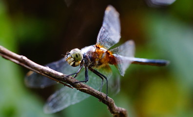 macro