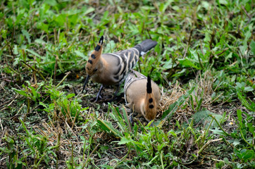 birds, europe, beauty, summer, avian, brown, nature, green, wildlife, grass, beak, feather, garden, orange, black, epops, birding, eurasian, colorful, wing, crest, bird, white, beautiful, upupa, fauna
